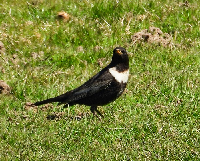 Ring Ouzel