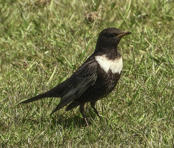 Ring Ouzel