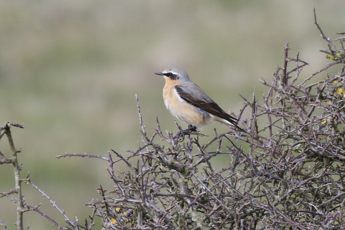 Wheatear