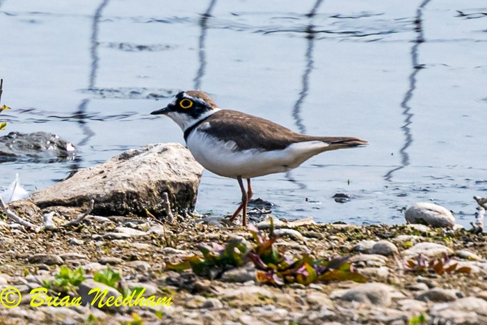 Little Ringed Plover