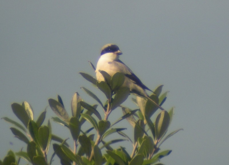 Lesser Grey Shrike