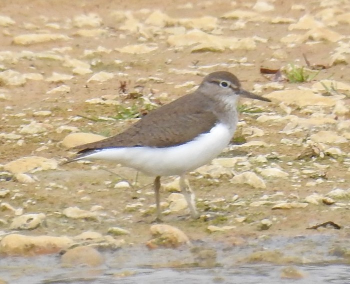 green  Sandpiper