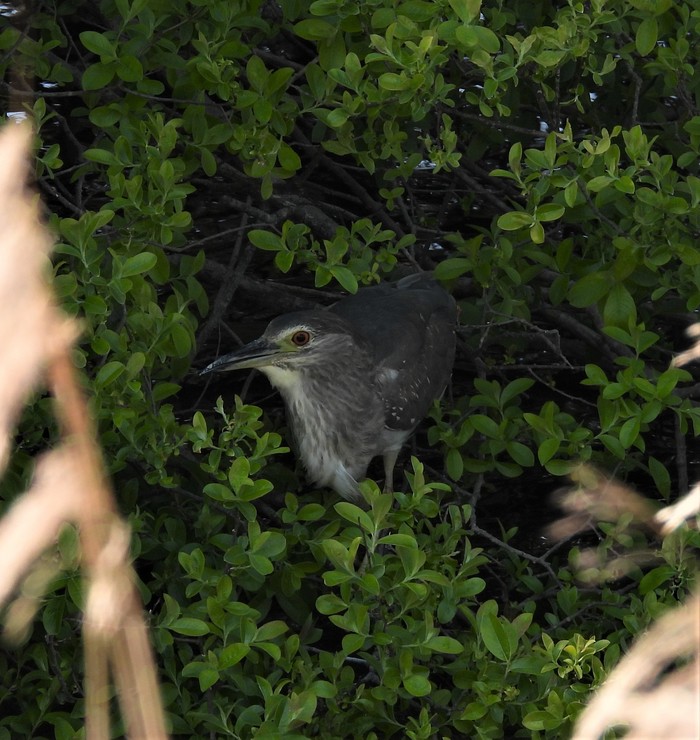 Night Heron
