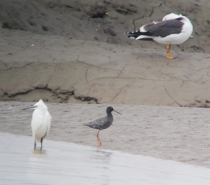 Spotted Redshank