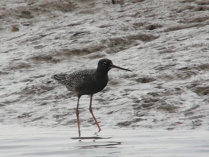 Spotted Redshank