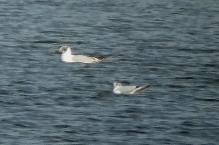 Little Gull