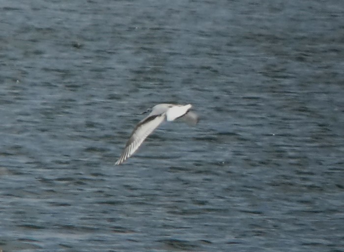 Little Gull