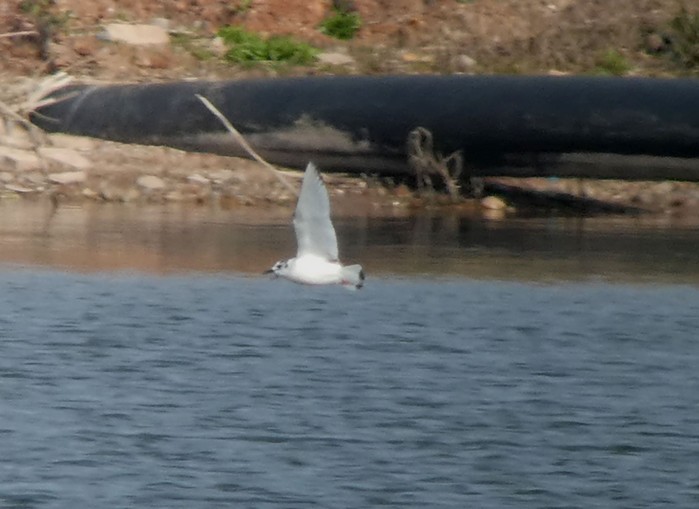 Little Gull