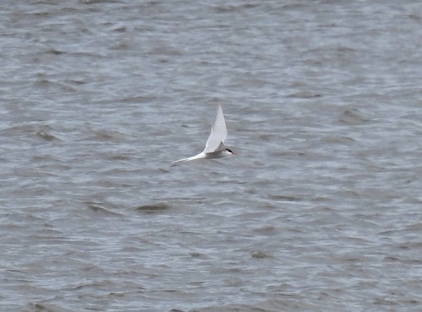 Arctic Tern