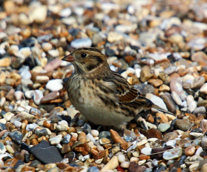 Lapland Bunting