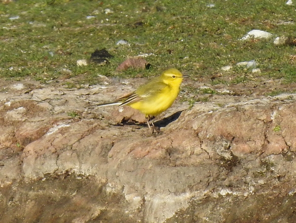 Yellow Wagtail