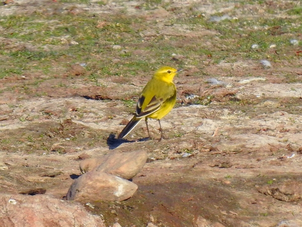 Yellow Wagtail