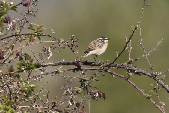 Whinchat