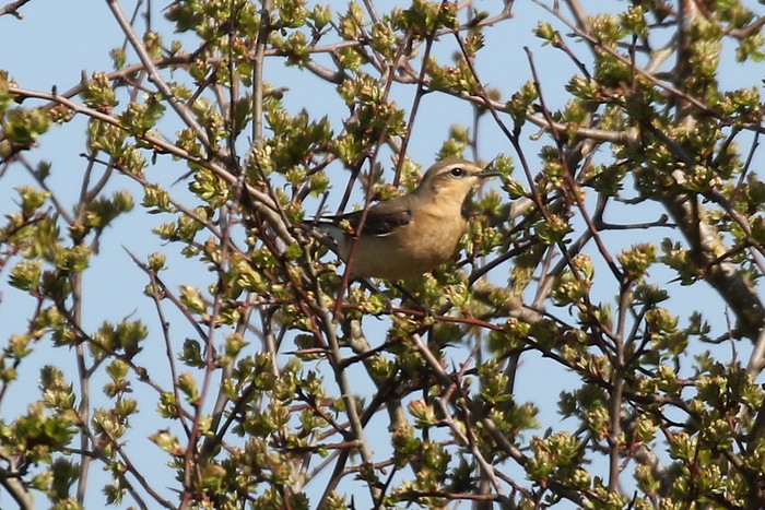 Wheatear