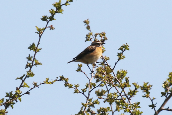 Whinchat