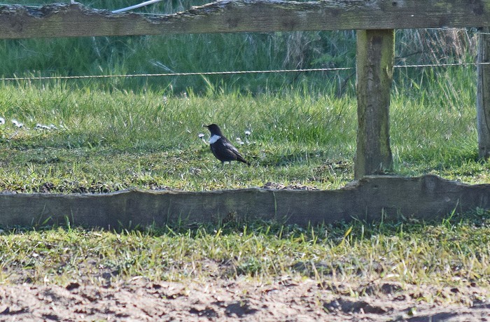 Ring Ouzel