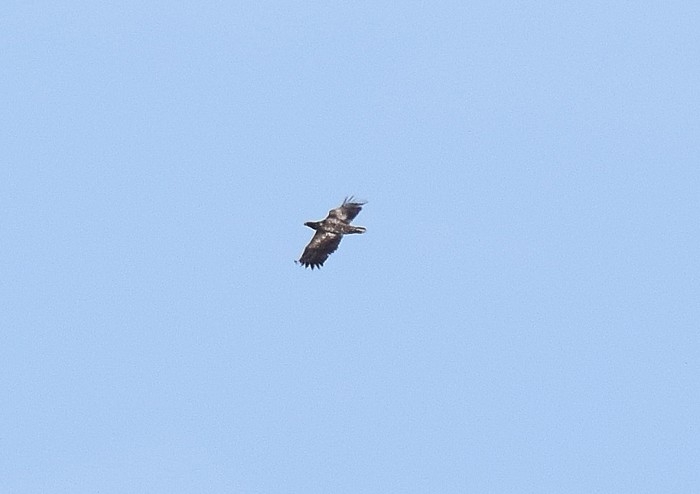 White-tailed Eagle