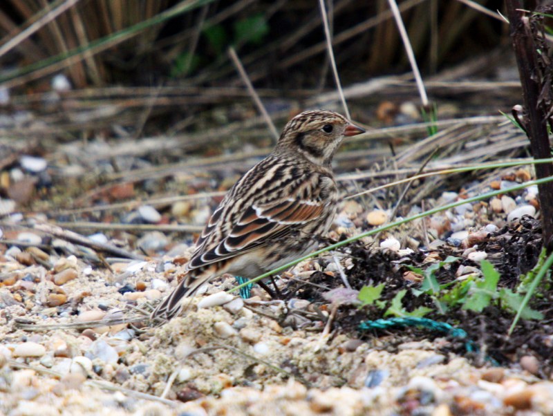 Lapland Bunting
