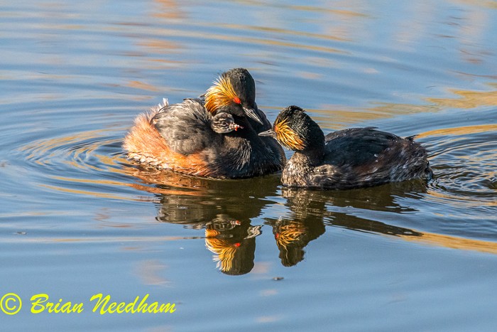 Black-necked Grebe