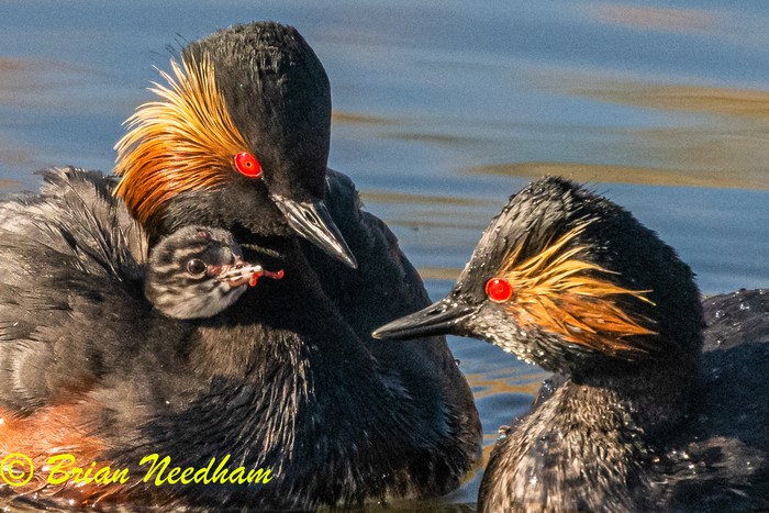 Black-necked Grebe