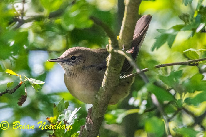 Grasshopper Warbler