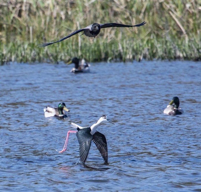 black-winged stilt