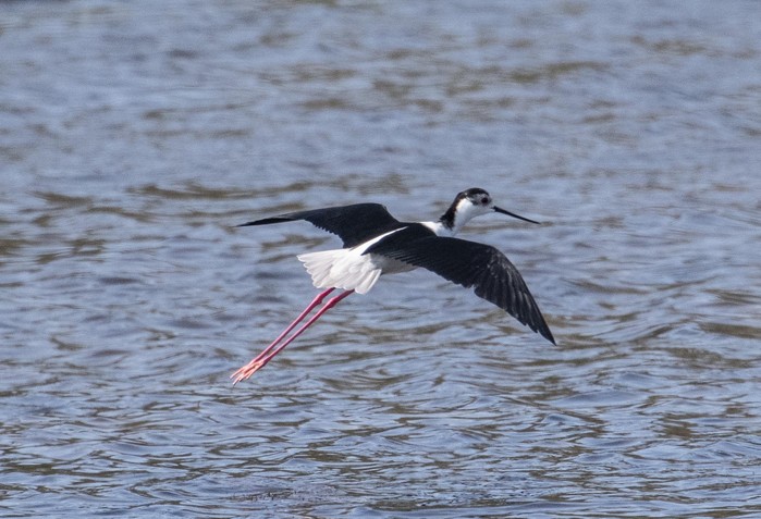 Black-winged Stilt