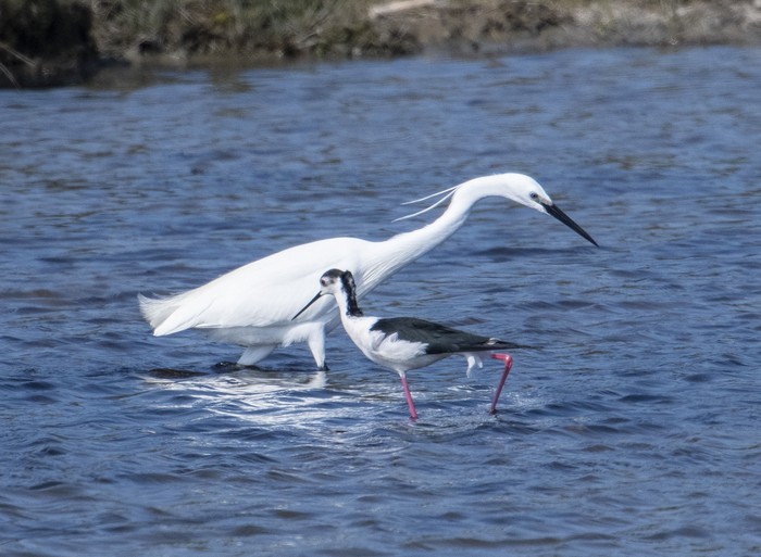 Black-winged Stilt