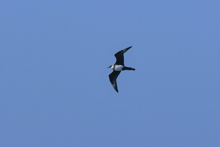 Pomarine Skua