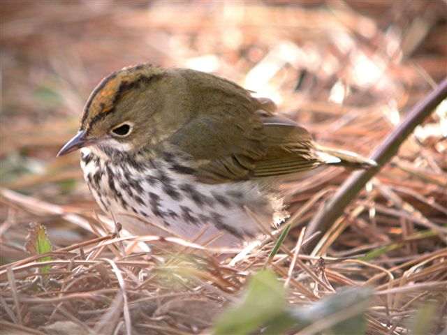 Ovenbird