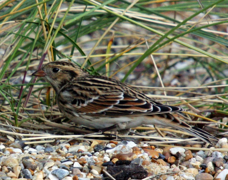 Lapland Bunting