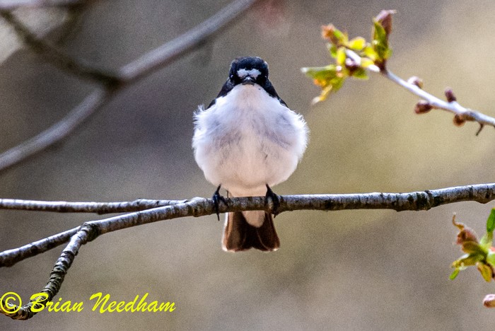 Pied Flycatcher