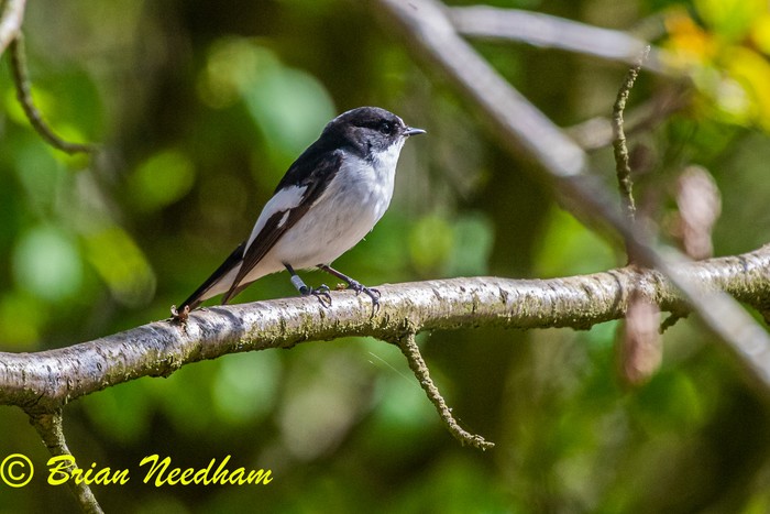 Pied Flycatcher