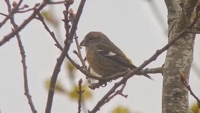 Two-barred Crossbill