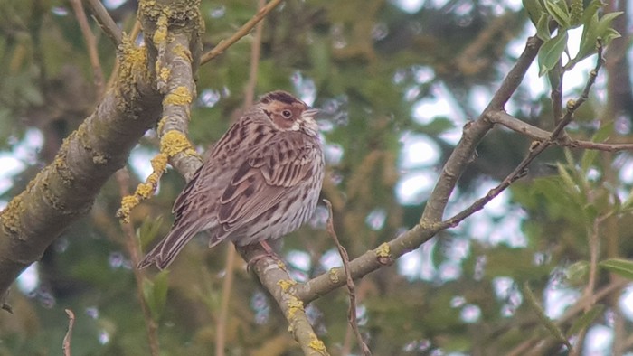 Little Bunting