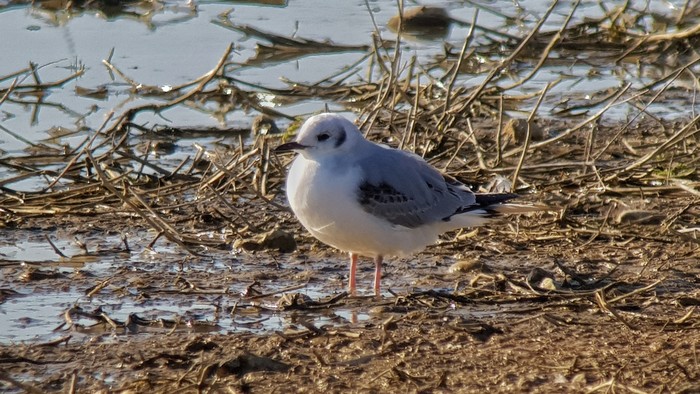 Bonaparte's Gull