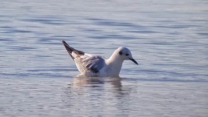 Bonaparte's Gull