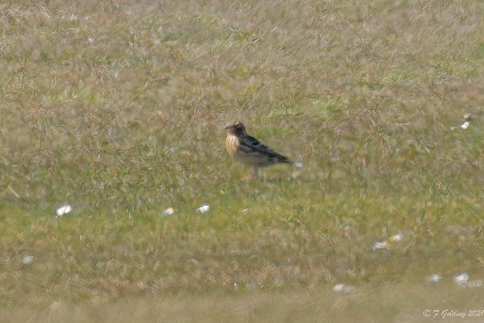 Red-throated Pipit