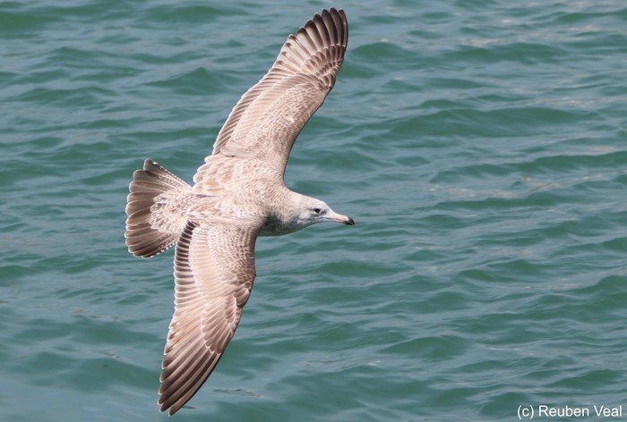 American Herring Gull