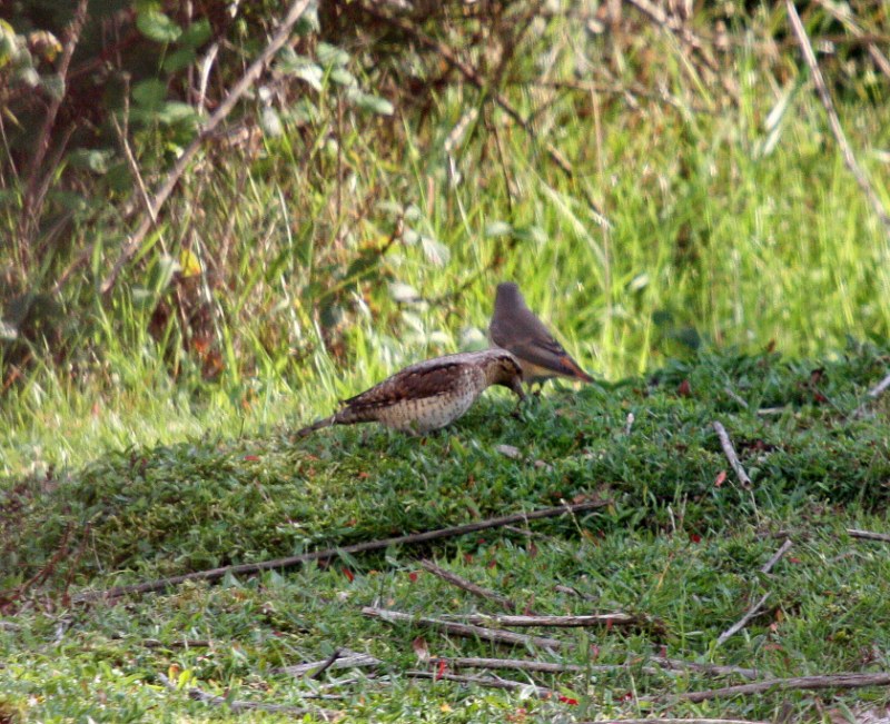 Wryneck