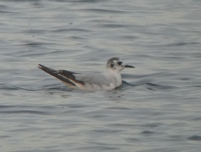 Little Gull