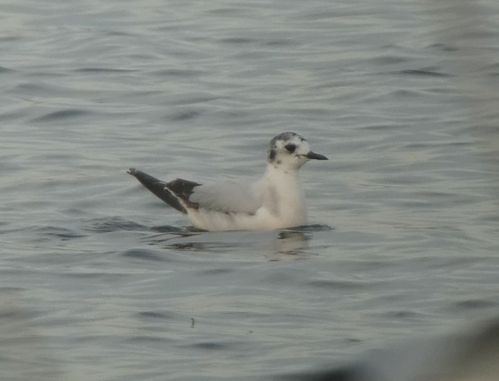 Little Gull