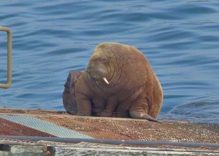 Walrus