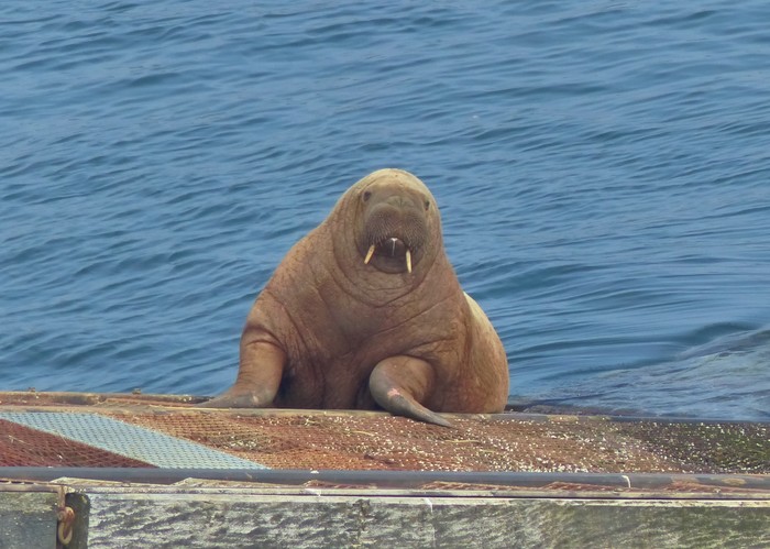 Walrus