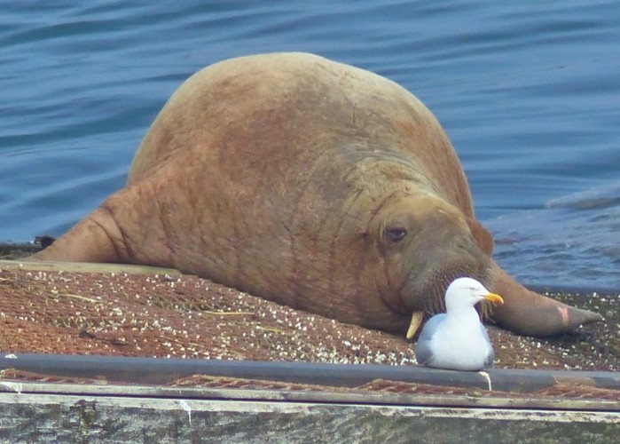 Walrus