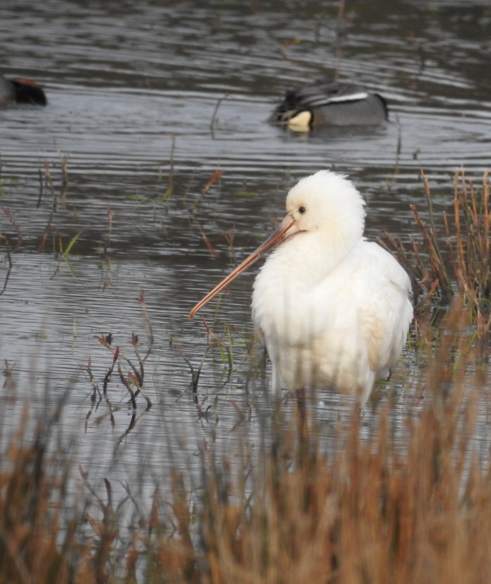 Spoonbill