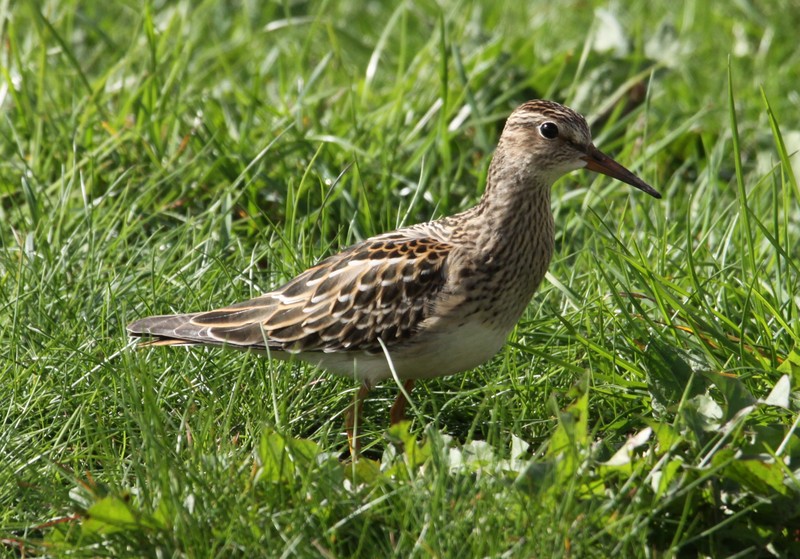 Pectoral Sandpiper