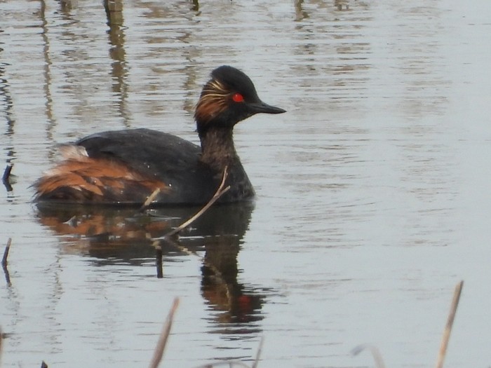 Black-necked Grebe