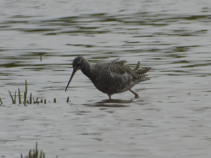 Spotted Redshank