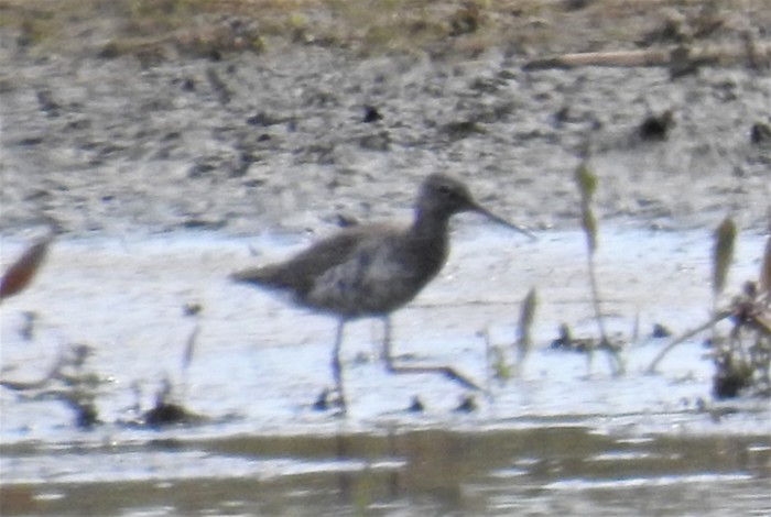 Spotted Redshank